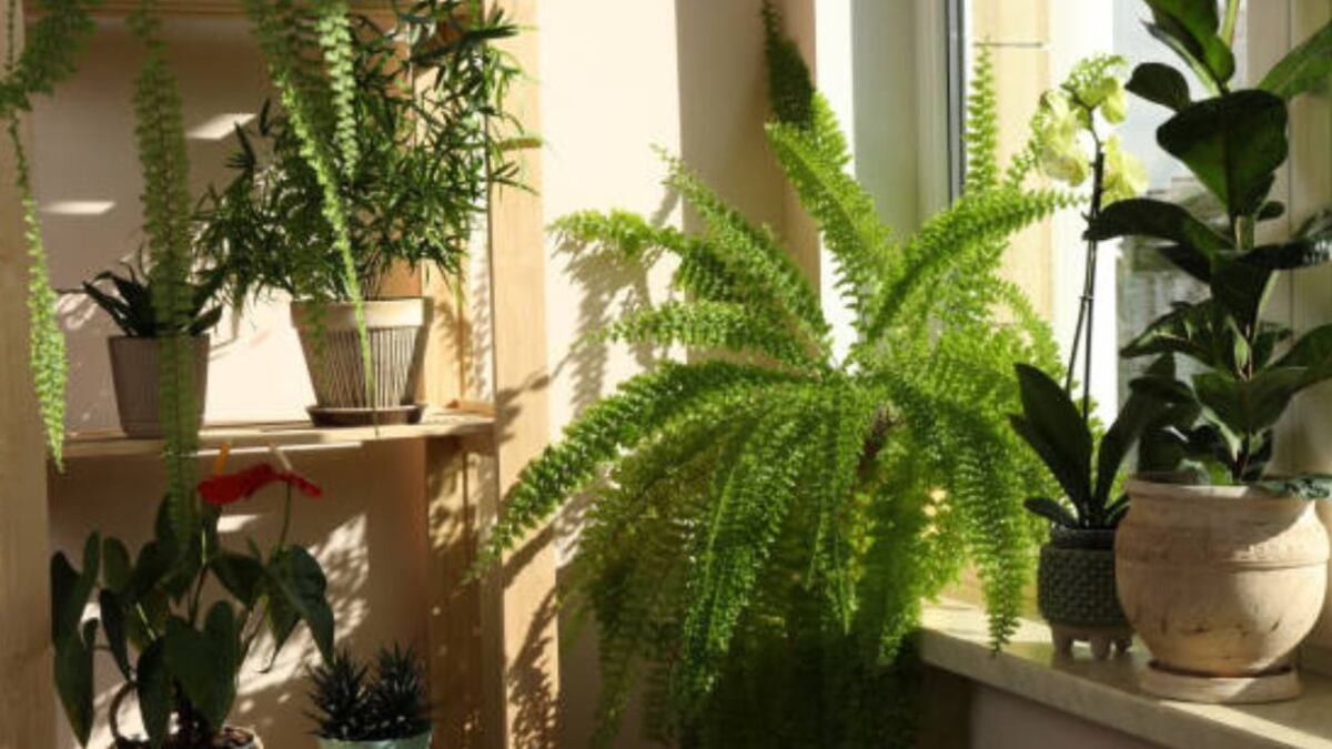 Feng Shui: la planta que todos deben tener en su casa y que atrae la fortuna y abundancia en 2025