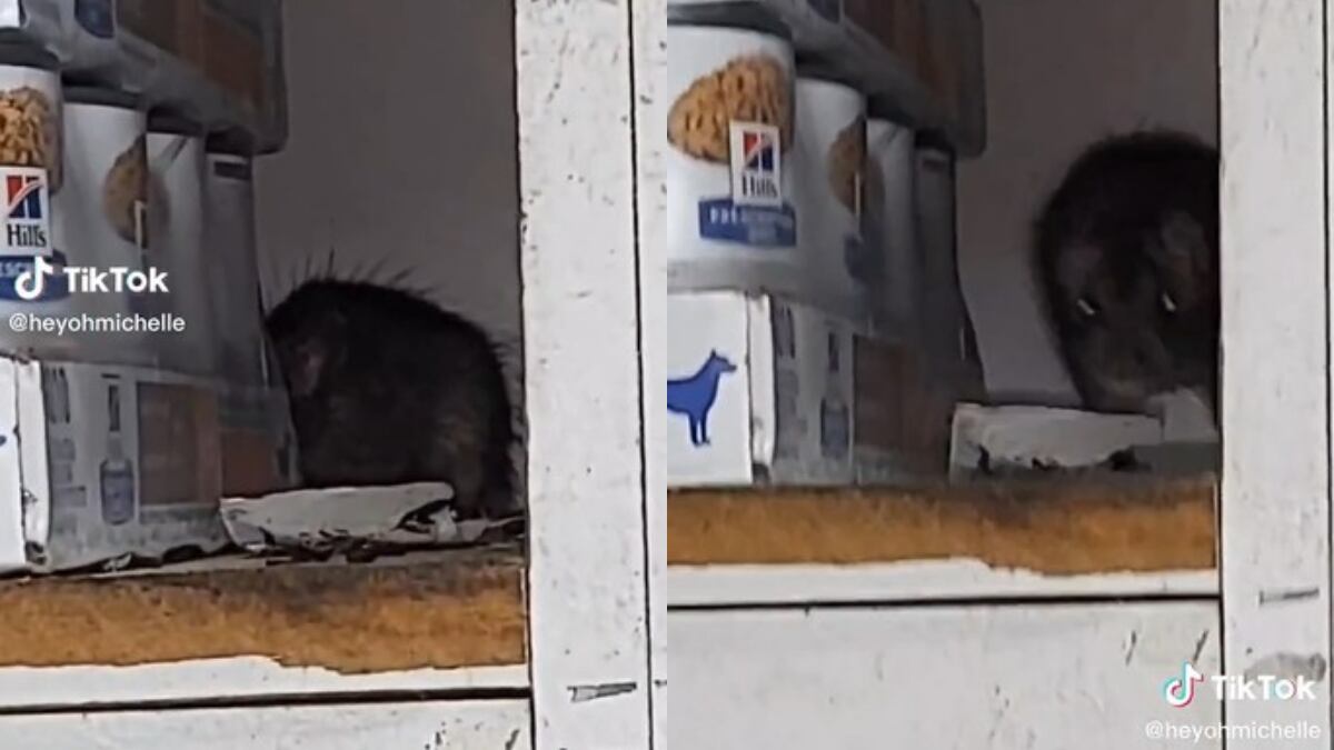 El video se volvió viral