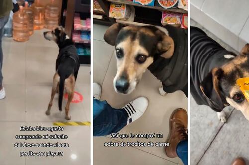 “Modus operandi”: Perrito engaña a personas en Oxxo para que le den de comer