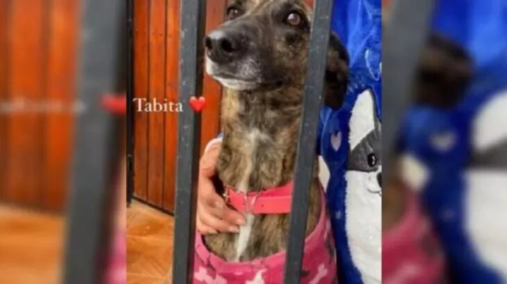 “Saqué a pasear a mis perros y de repente una abuelita me dice ‘qué lindos los perritos. Yo tengo ahí a mi hija (dentro de la casa), la tengo que dar con urgencia en adopción'”, recordó Javiera.
“‘Me voy a morir, ya que me desahuciaron. No tengo dos riñones, pero yo no le tengo miedo a la muerte, el único miedo que tengo todos los días es no saber con quién dejaré a mi perrita'”, agregó.