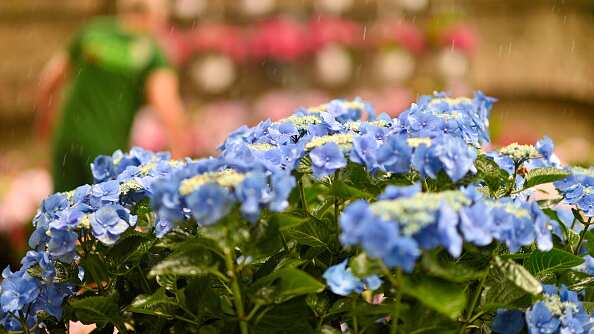 Las flores que debes alejar de tu casa según el Feng Shui