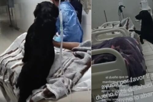 Desgarrador: Este perro acompañaba a su dueño en el hospital y luego este lo abandonó