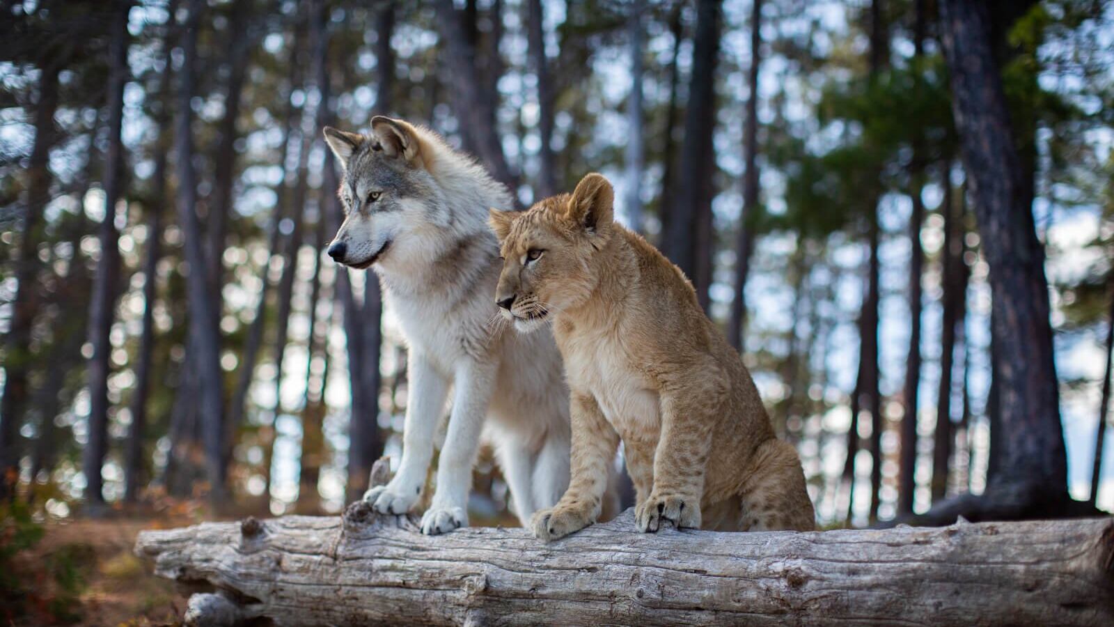 Es una película para el disfrute de toda la familia