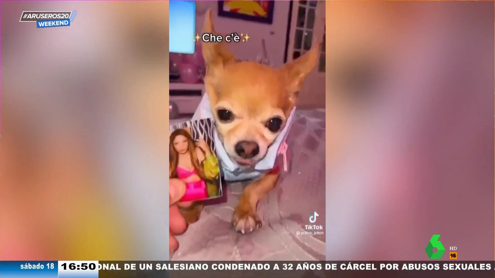 La mascota ha cautivado en redes