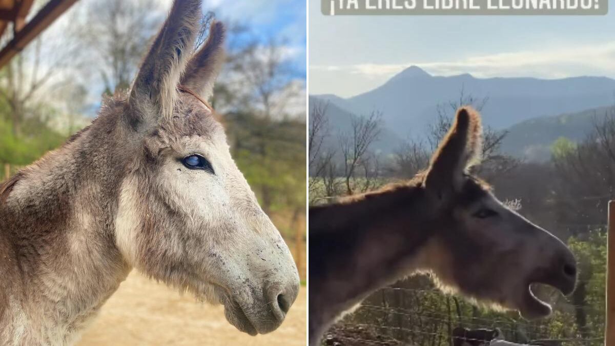 Facebook Fundación Santuario Gaia