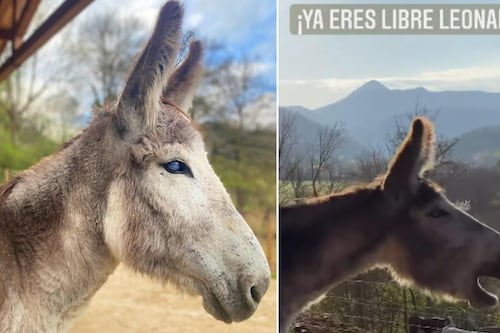 ¡Se te va a desgarrar el alma! Burrito llora de felicidad al ser liberado tras estar 8 años amarrado