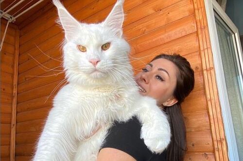 Asegura que tiene al gato “más grande del mundo”: más alto que su hija de 4 años