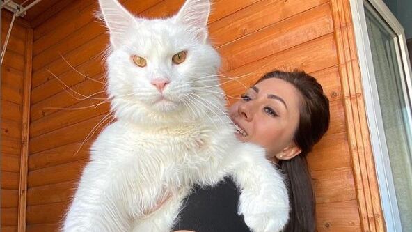 Kefir es un gato sorprende por su tamaño