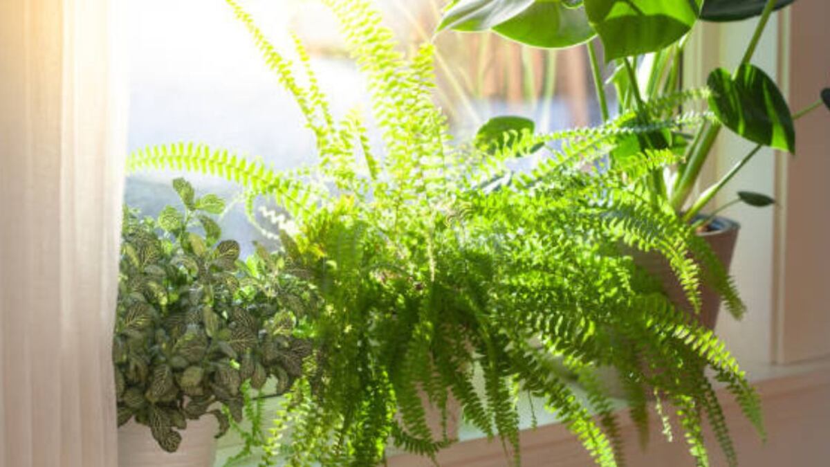 Feng Shui: la planta que todos deben tener en su casa para atraer el dinero y la prosperidad