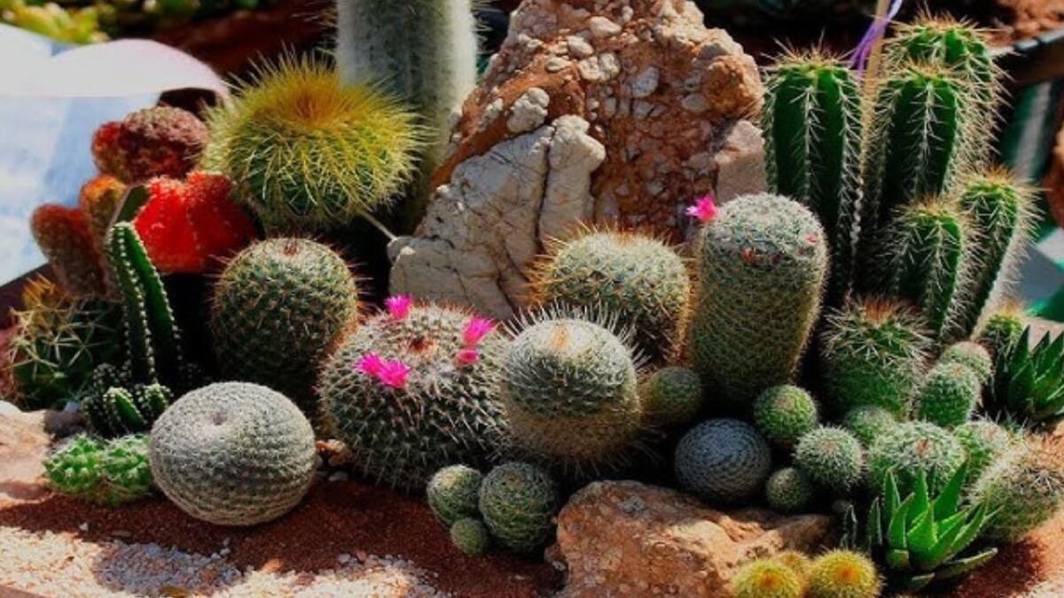 Feng Shui: el lugar dónde jamás debes colocar un cactus en tu casa o atraerás la peor de las suertes