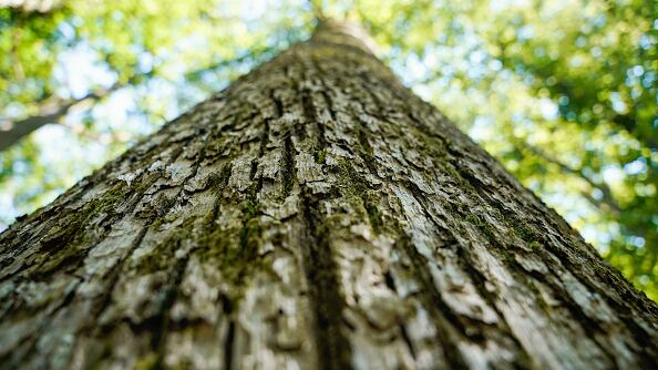 Mujer se declaró "ecosexual" y mantiene relación con un roble