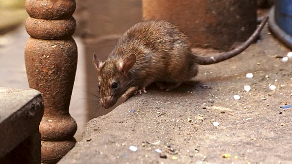 ¿Qué significa soñar con ratones, ratas y roedores?