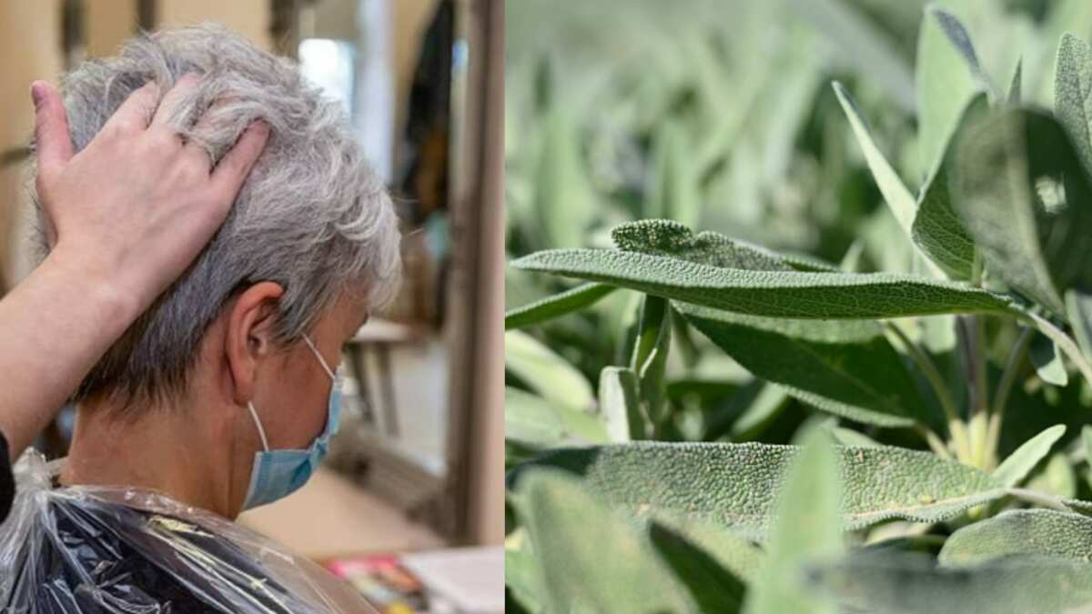 Té de salvia para las canas