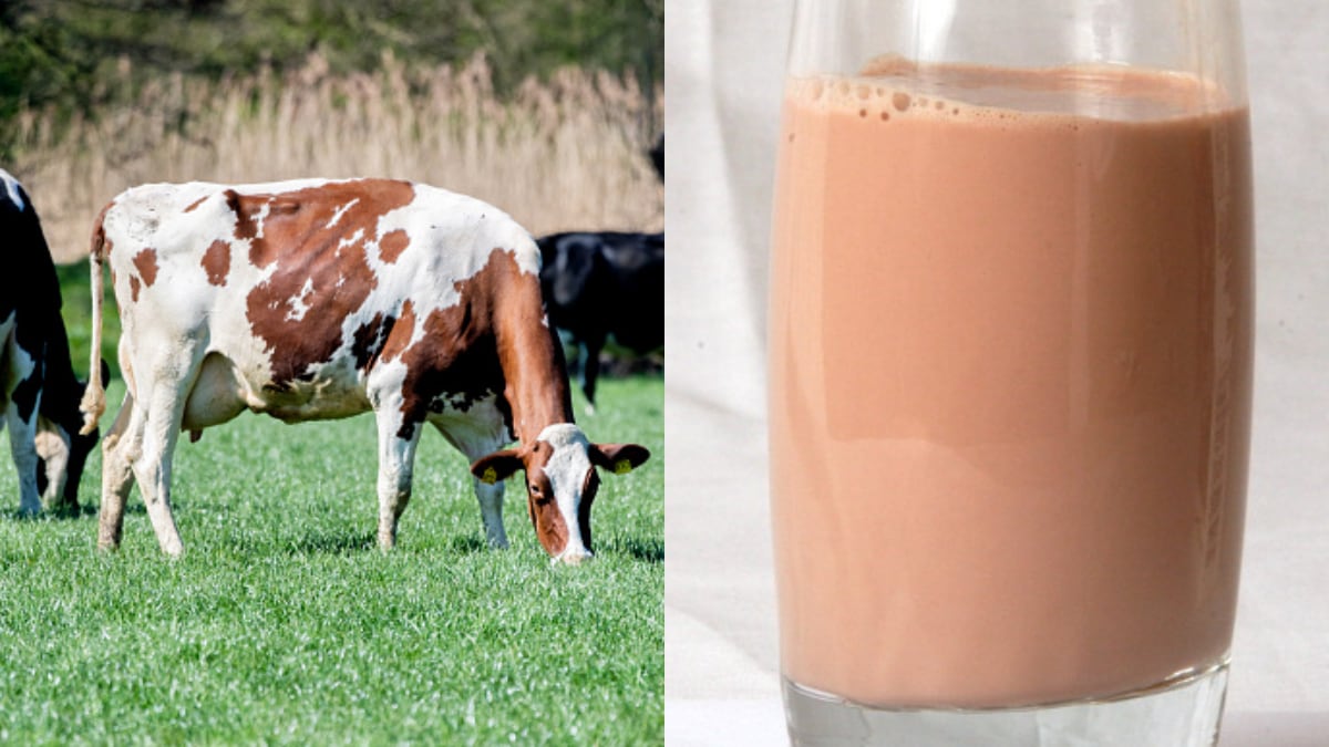 Varios estadounidenses creen que la leche con chocolate viene de las vacas cafés