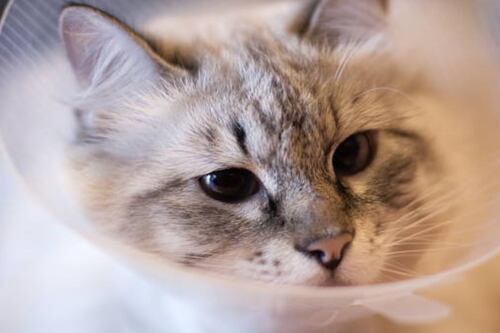 Echó a andar el auto y descubrió que una gata estaba atrapada en el motor