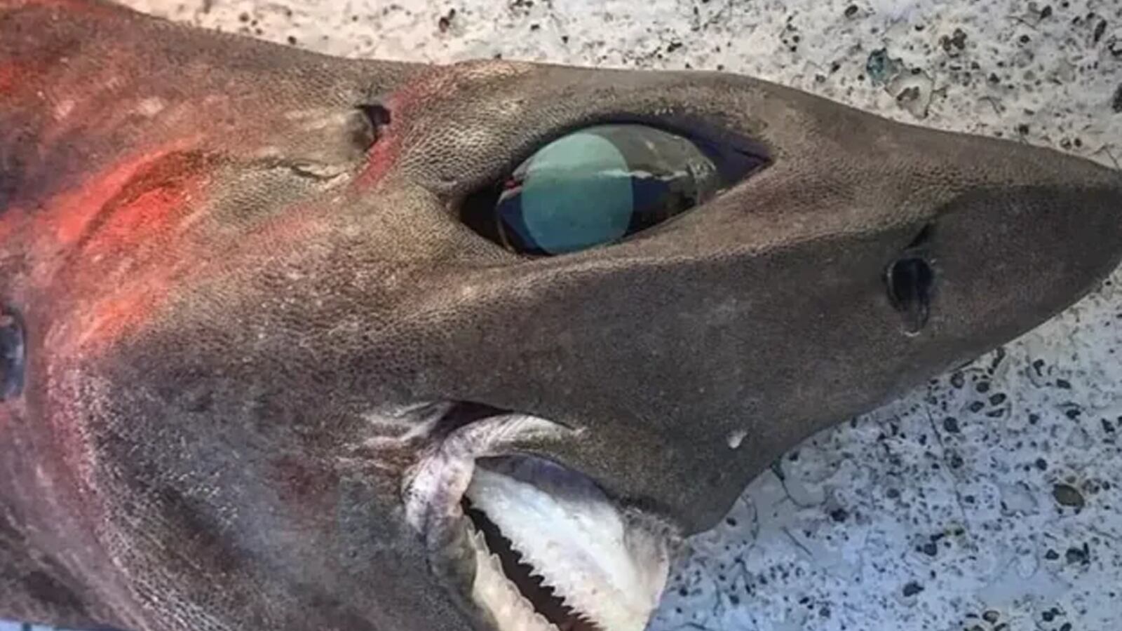 Encuentran extraño tiburón en aguas de Australia que parece “sacado de una pesadilla”