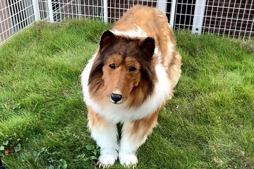 Hombre quiso toda su vida ser un perro, gastó una fortuna y cumplió su sueño: así fue su primer paseo por la calle