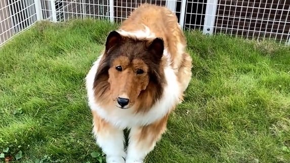 Sus videos se volvieron virales