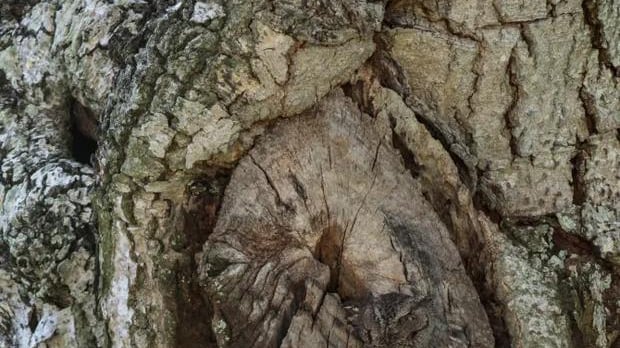 Encuentra el búho oculto.