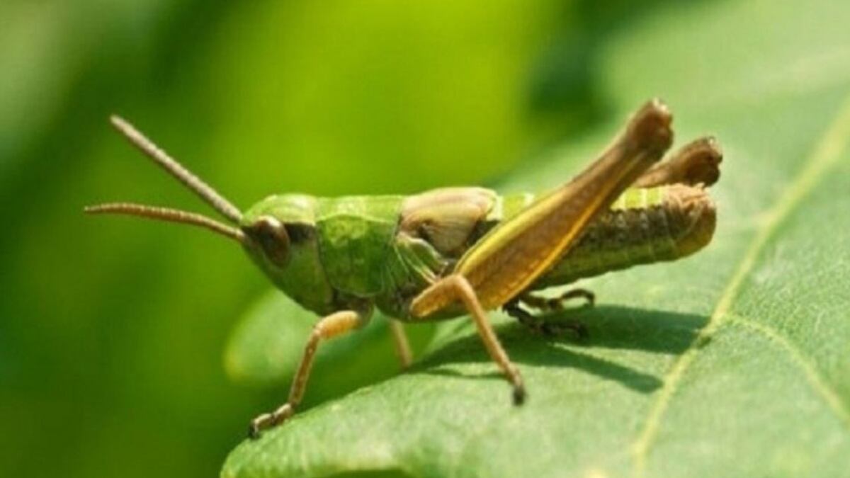 ¿Cuál es el significado espiritual de encontrar grillos en casa?