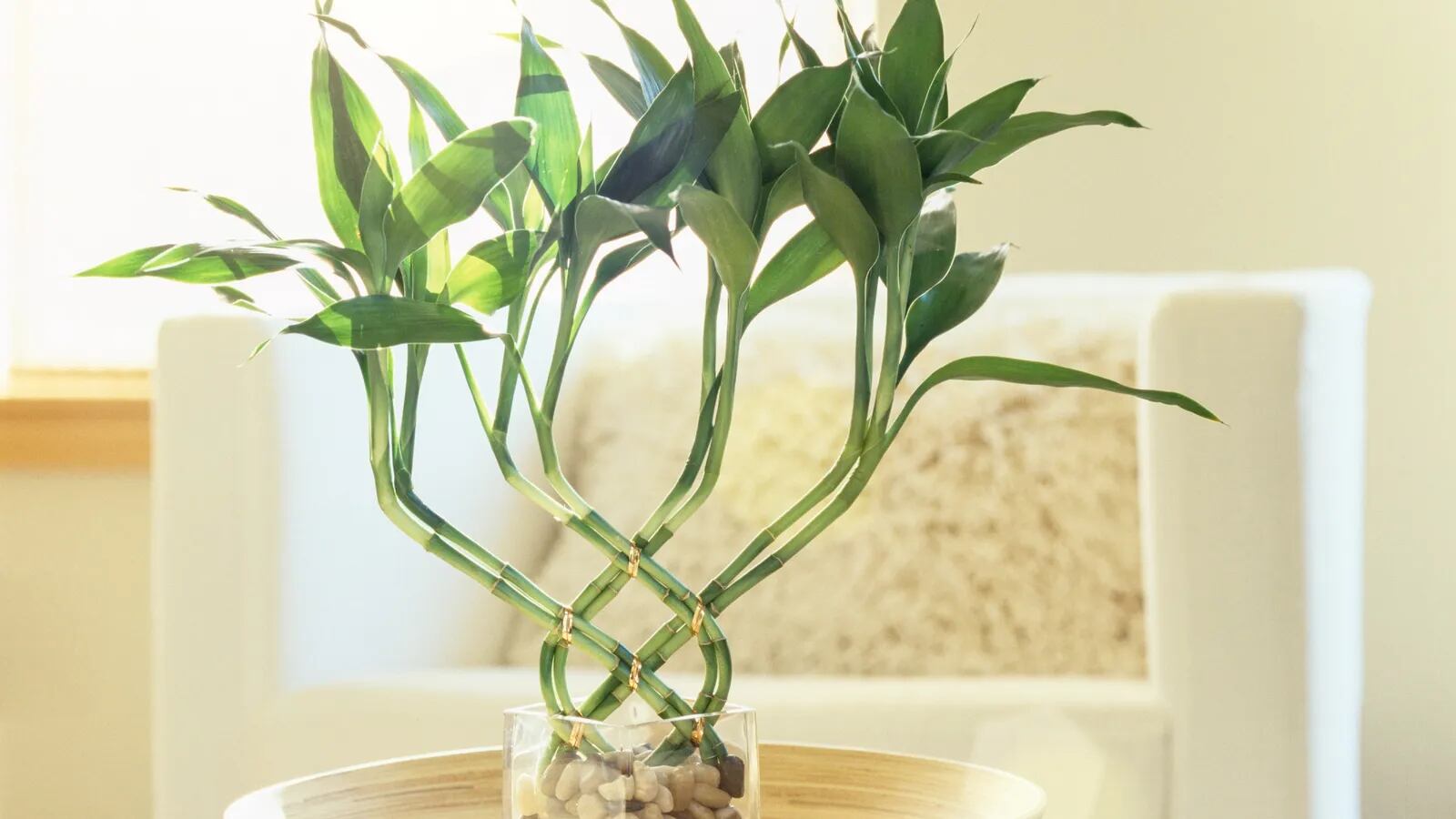 Onde colocar o bambu para atrair boa sorte? Nós te contamos