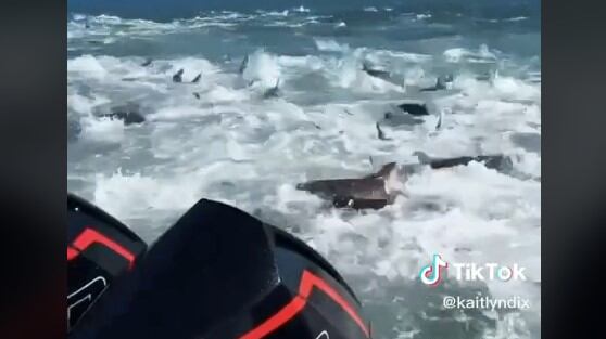 Quedaron rodeados por decenas de tiburones