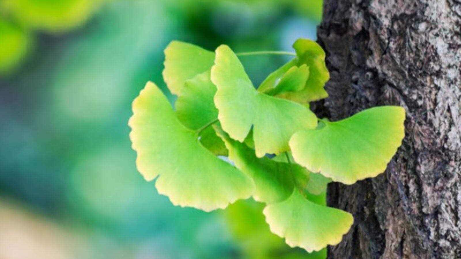 Remedio de ginkgo bilboa para el pelo