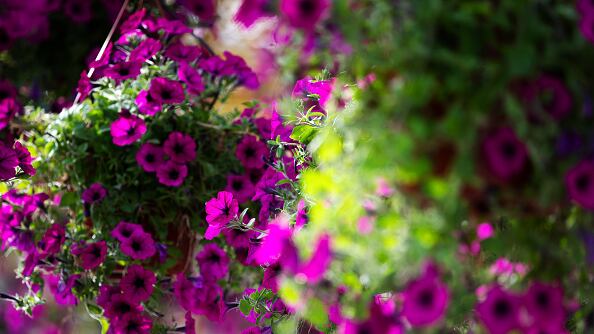 Feng Shui: las 3 plantas que atraen la mala suerte en el hogar y que debes alejar de tu casa