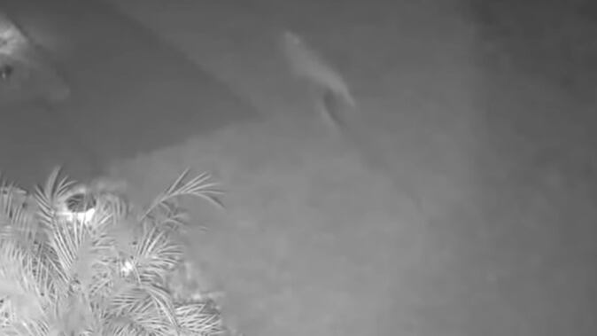 El video se viralizó