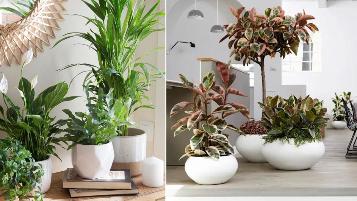Feng Shui: el significado energético que las hojas de tu plantas se pongan amarillas y que no podrás creer