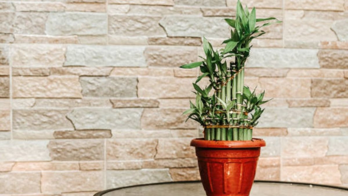 Feng Shui: ¿Cuántos tallos de bambú de la suerte debes poner en tu hogar para atraer el éxito y la riqueza?