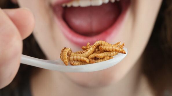 Los insectos pueden ser buena fuente de proteína