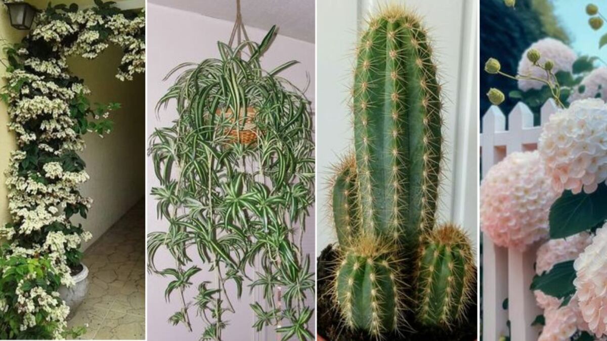 Feng Shui: las 5 plantas que jamás debes tener en tu casa porque atraen la mala suerte