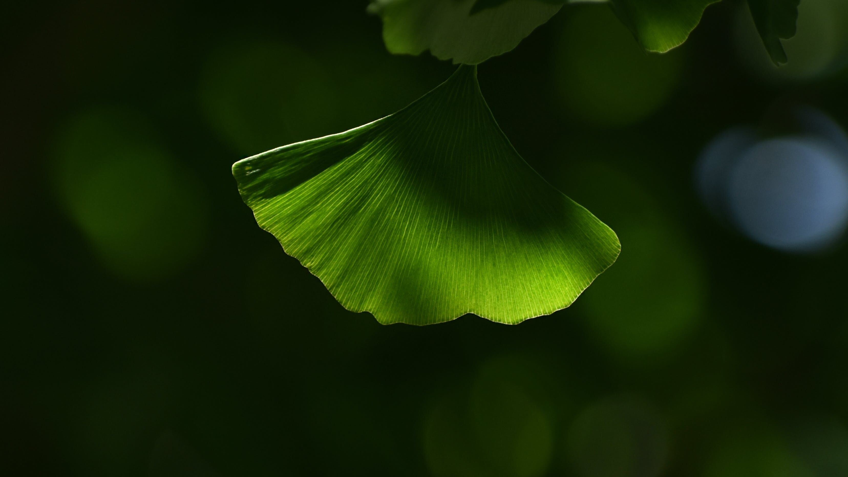Feng Shui: la planta que todos deben tener en la casa para atraer la buena suerte y el dinero