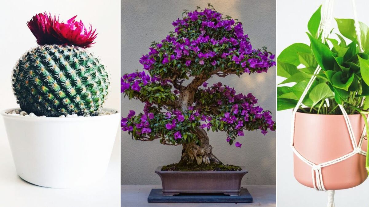 Feng Shui: 3 plantas que todos tienen en sus casas y que jamás deberías tener porque atraen la mala suerte