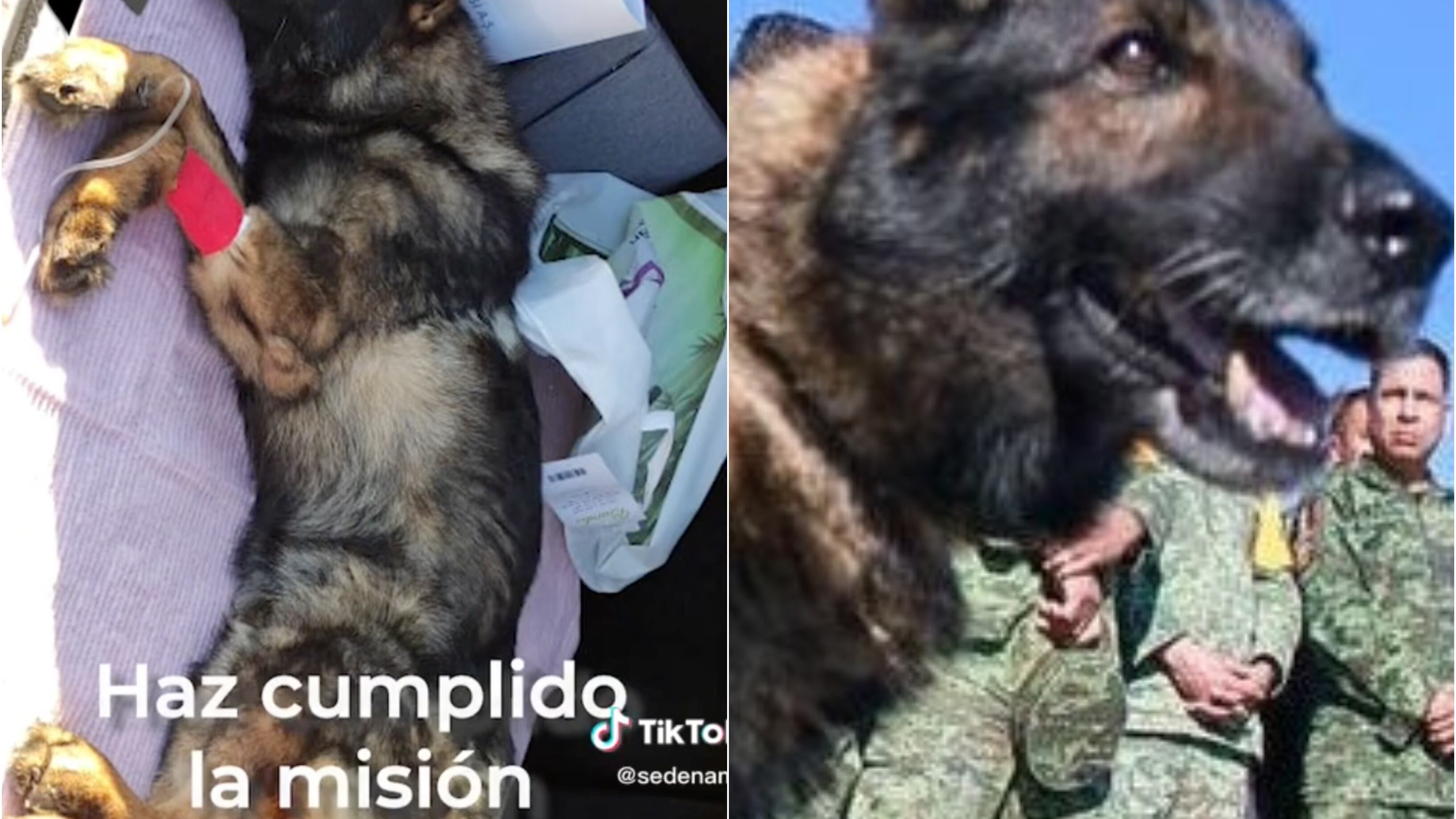 El lomito perdió la vida tras las labores de rescate en Turquía. (Especial)