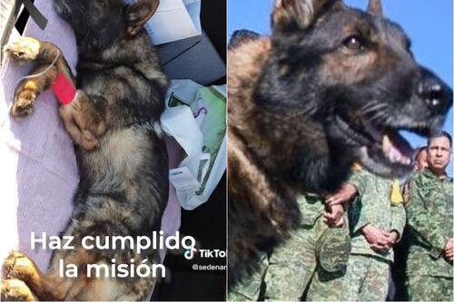 Proteo vivirá para siempre: un artista turco realizó un homenaje al lomito que falleció