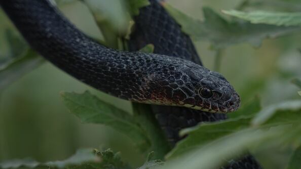 ¿Qué significa soñar con culebras que te muerden?