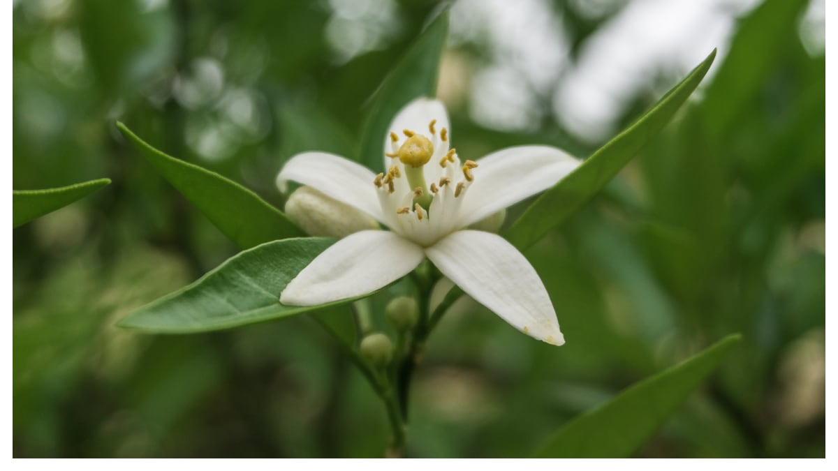5 plantas que son perfectas para atraer la fortuna y que son ideales para regalar