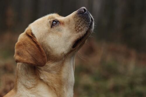 Un ejemplo de fidelidad: Perro salvó a su amo y murió días después al ser llevado a un refugio