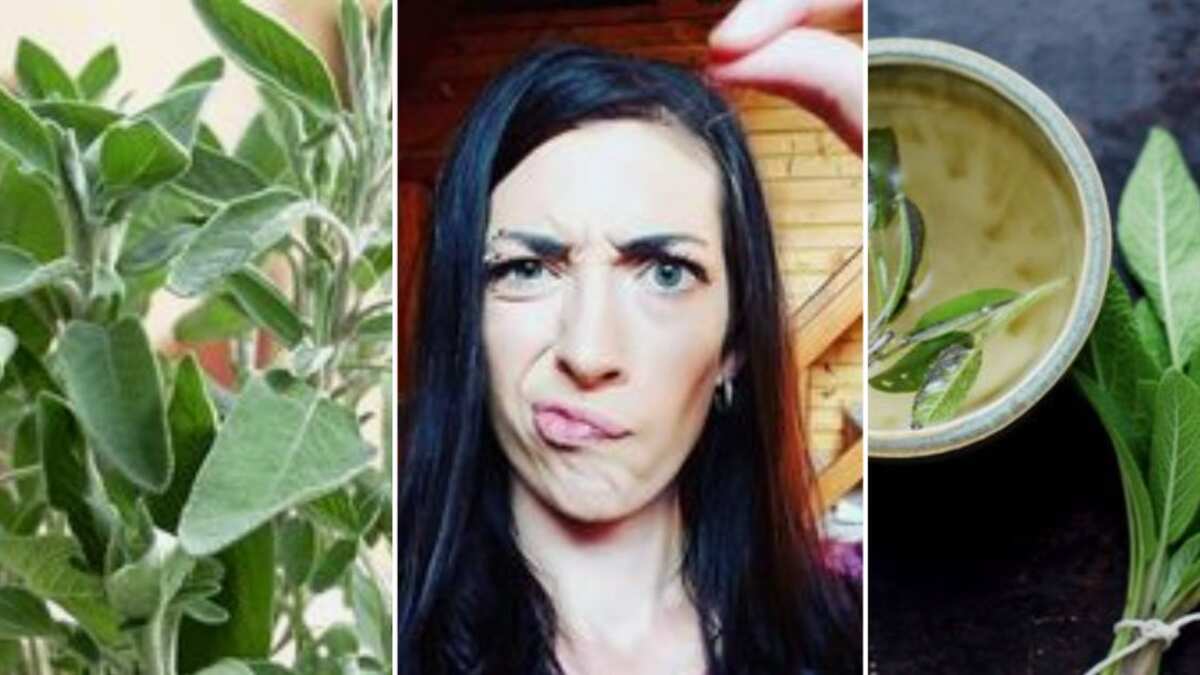 La salvia natural el superhéroe de las mujeres: Este es el poder que tiene para tapar las canas