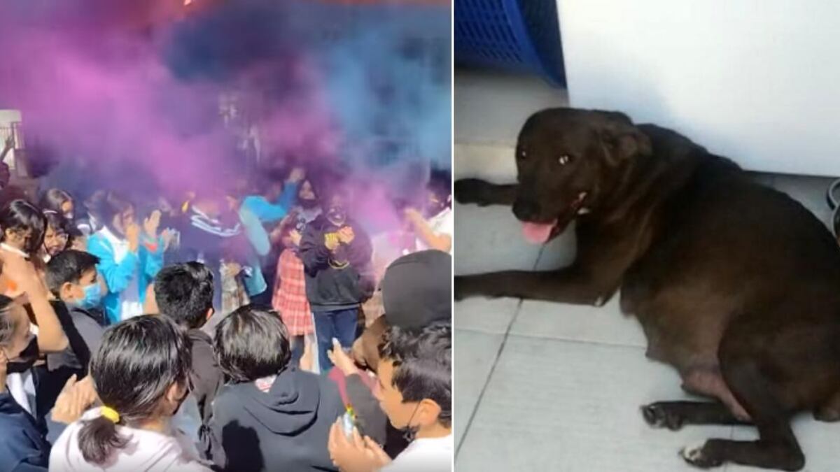 A “Chispita” le organizaron un baby shower para recoger fondos y así ayudar a costear la manutención de los cachorros