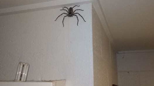 Araña cangrejo: Charlotte