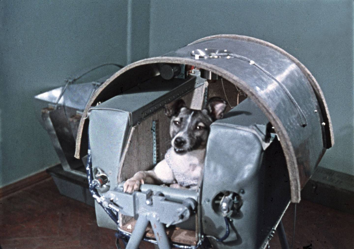 Laika fue el primer animal en orbitar la Tierra. Murió pocas horas después del despegue del Sputnik 2.
